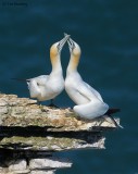 Gannets in Love